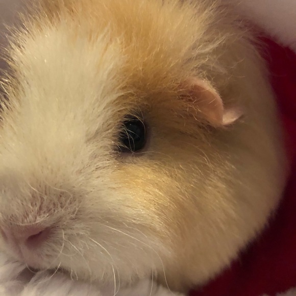 Meet your Posher, Tanya - Picture 1 of 1